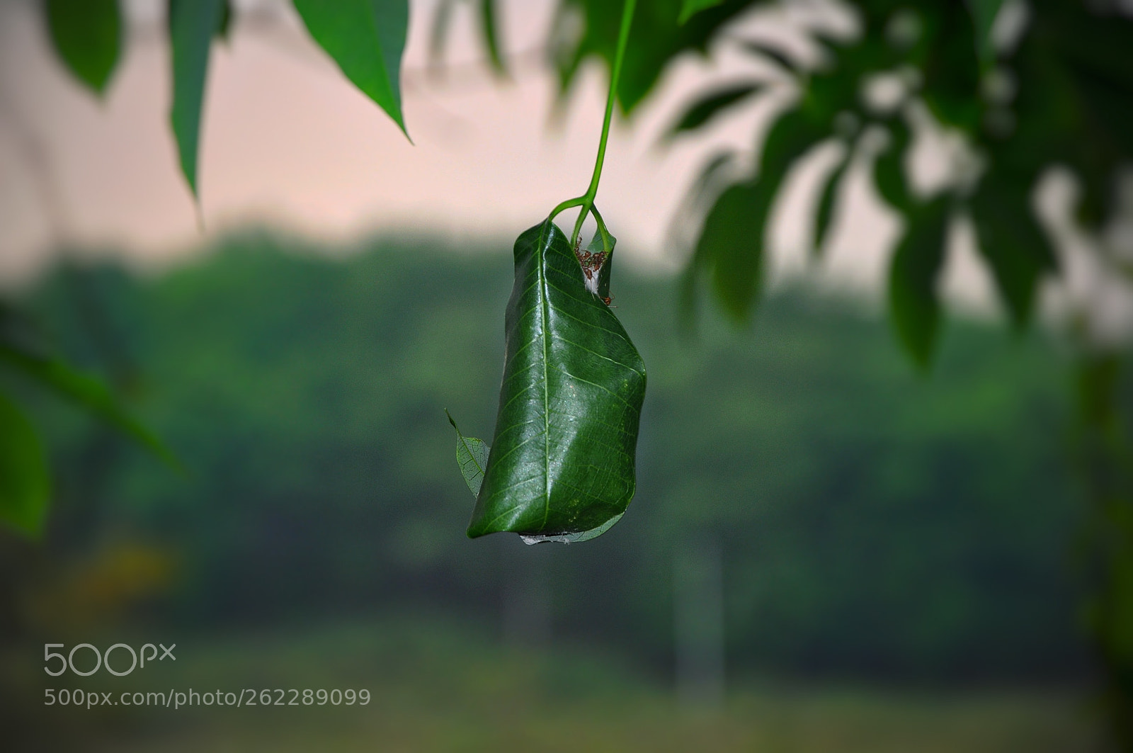 Nikon D90 sample photo. Ant heap photography
