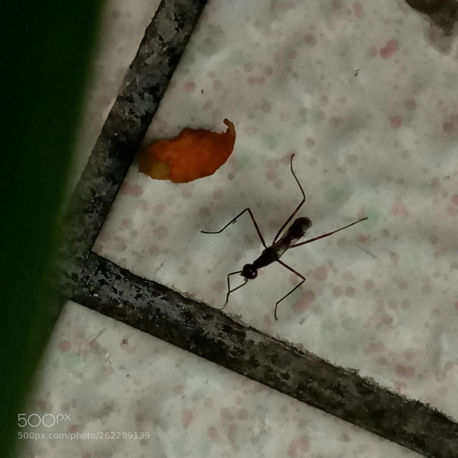 Meizu m3 note sample photo. 庞大的“蚂蚁” photography