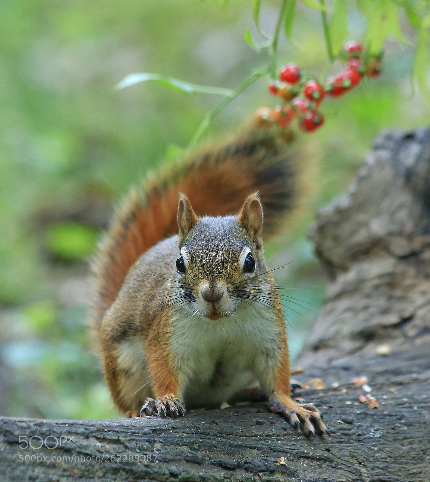 Canon EOS 6D sample photo. Red squirrel photography
