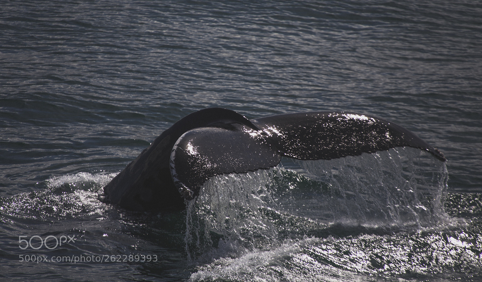 Canon EOS 6D sample photo. Humpback in iceland photography