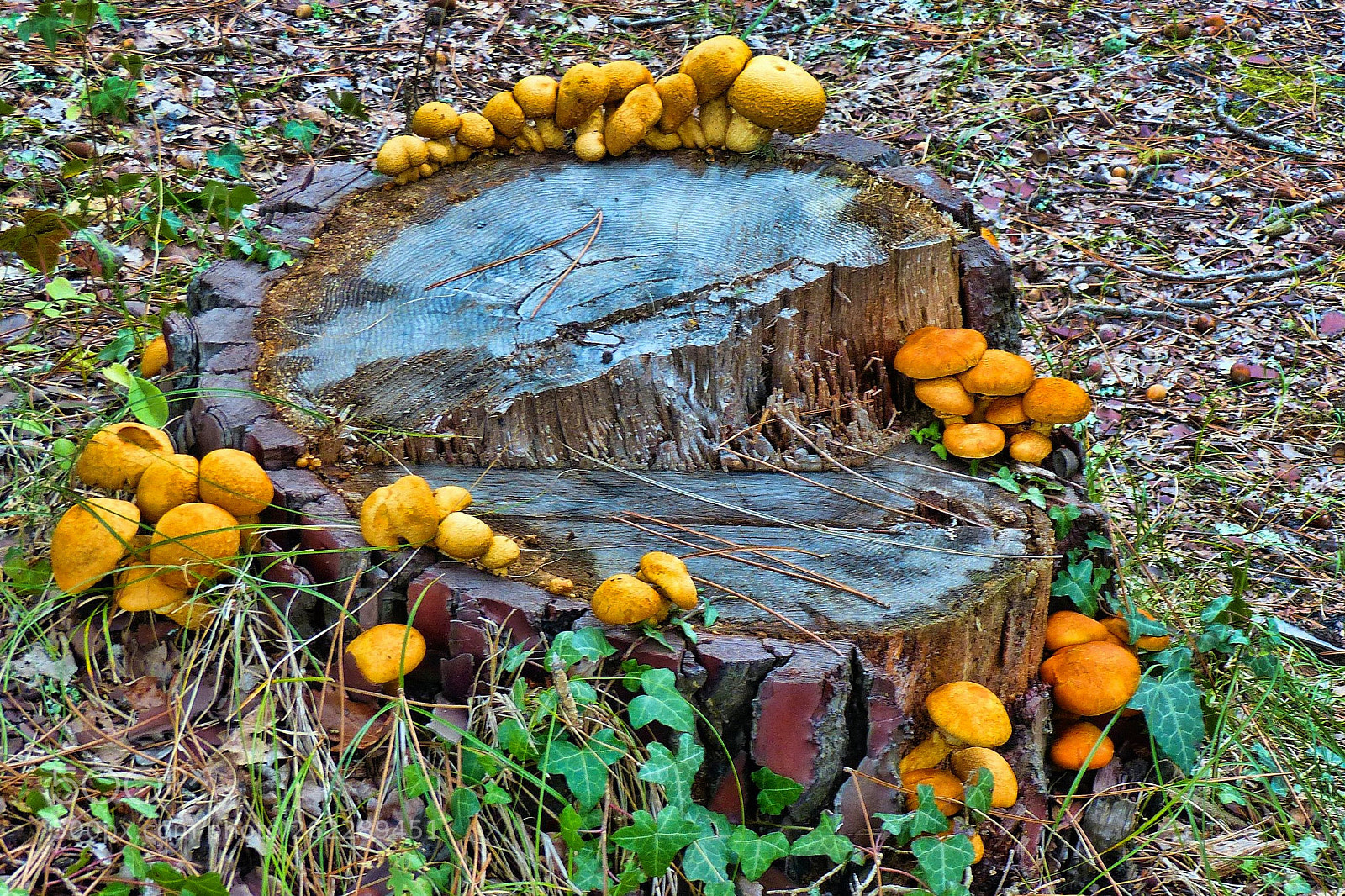Panasonic Lumix DMC-FZ200 sample photo. Champignons photography
