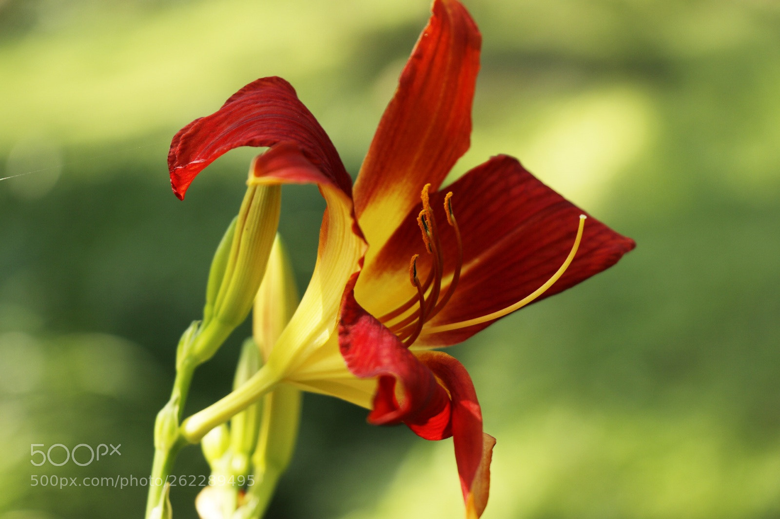 Canon EOS 80D sample photo. Untitled photography