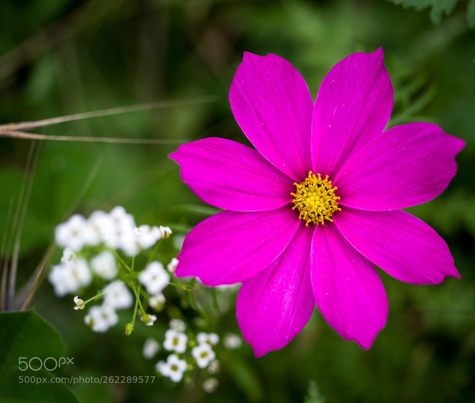 Pentax K-1 sample photo. Pink or purple photography