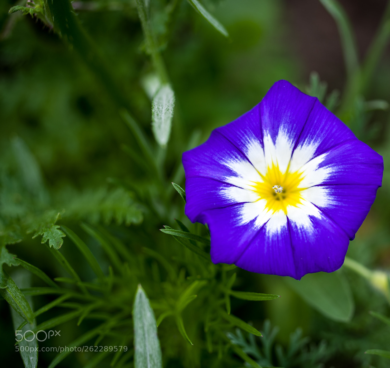 Pentax K-1 sample photo. Blue beauty photography