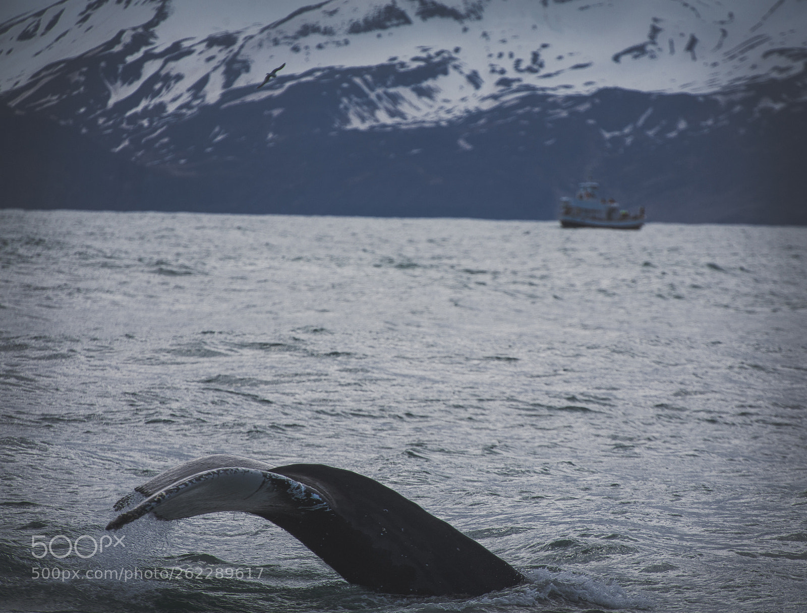 Canon EOS 6D sample photo. Whale and mountains photography