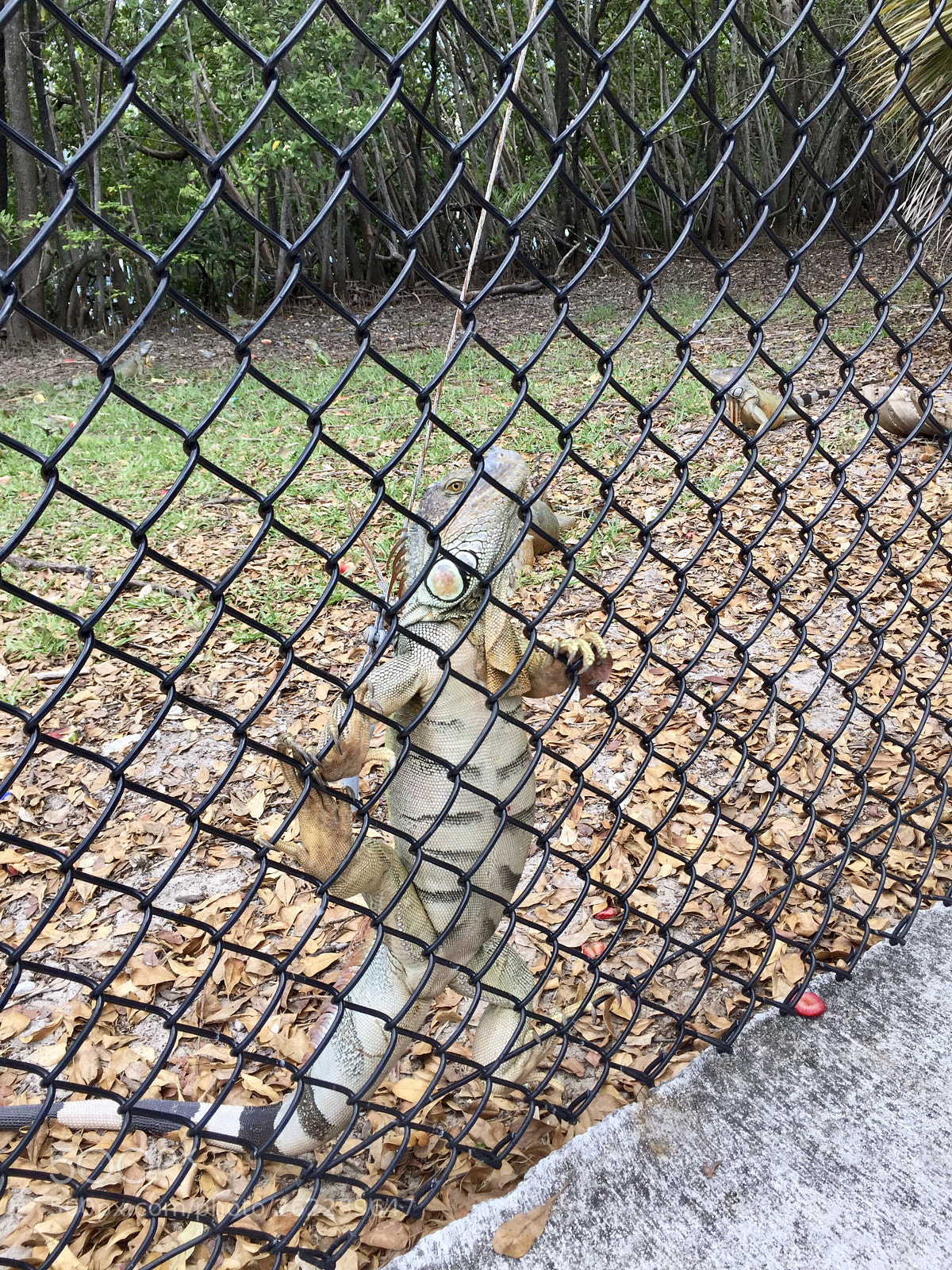 Apple iPhone 6 Plus sample photo. Iggy the iguana photography