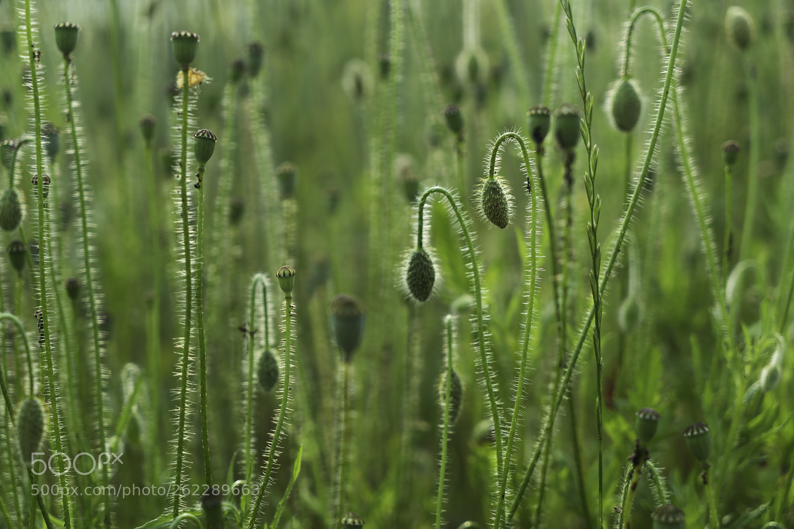 Sony a7 II sample photo. Flowers photography