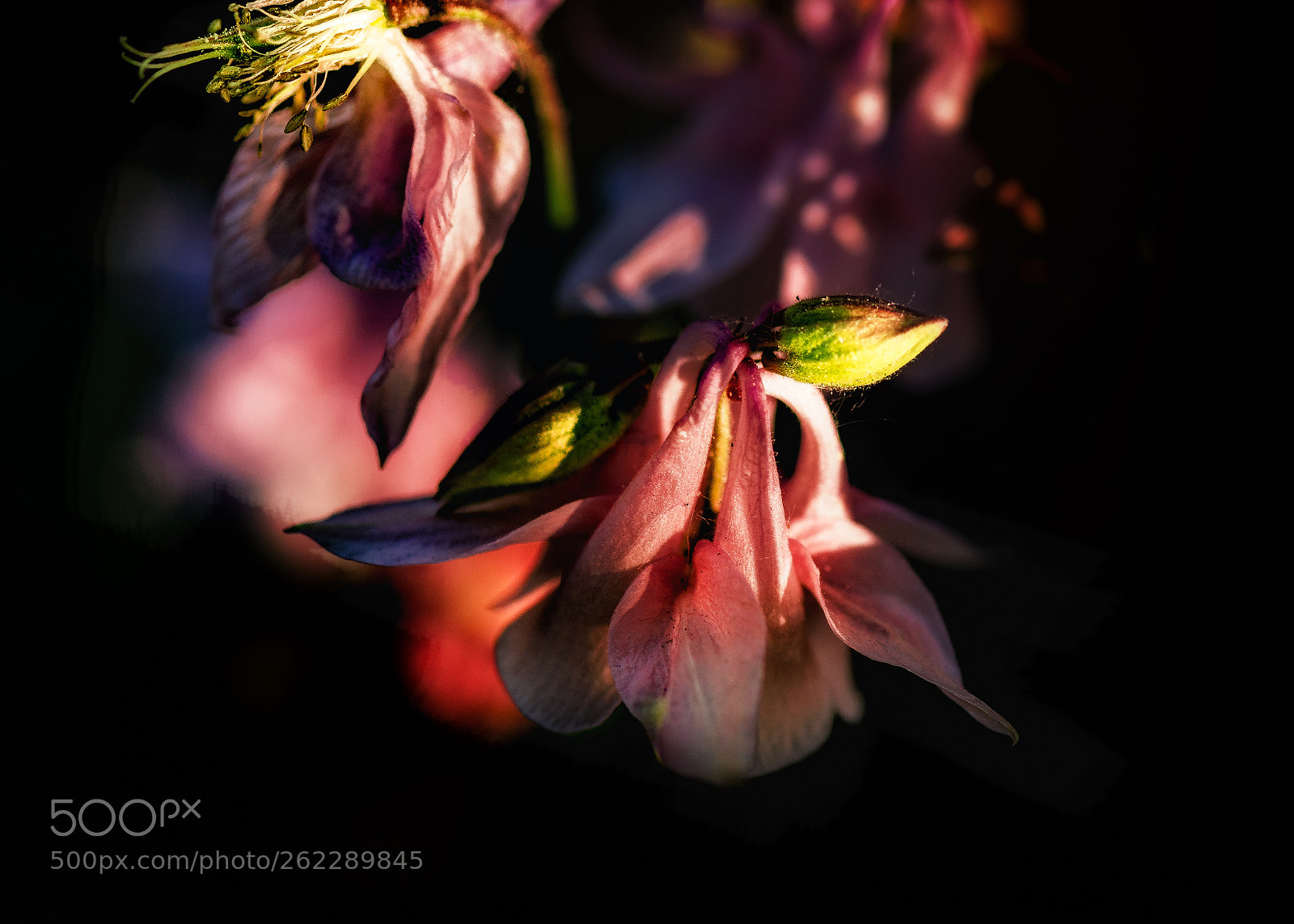 Nikon D4 sample photo. Pink columbine photography