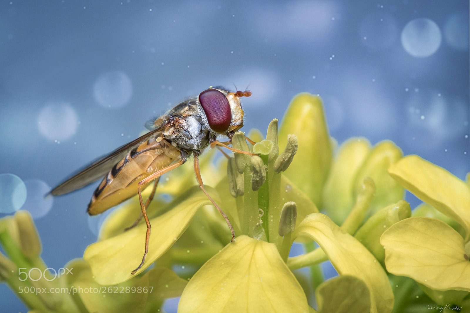 Canon EOS 7D Mark II sample photo. ... photography
