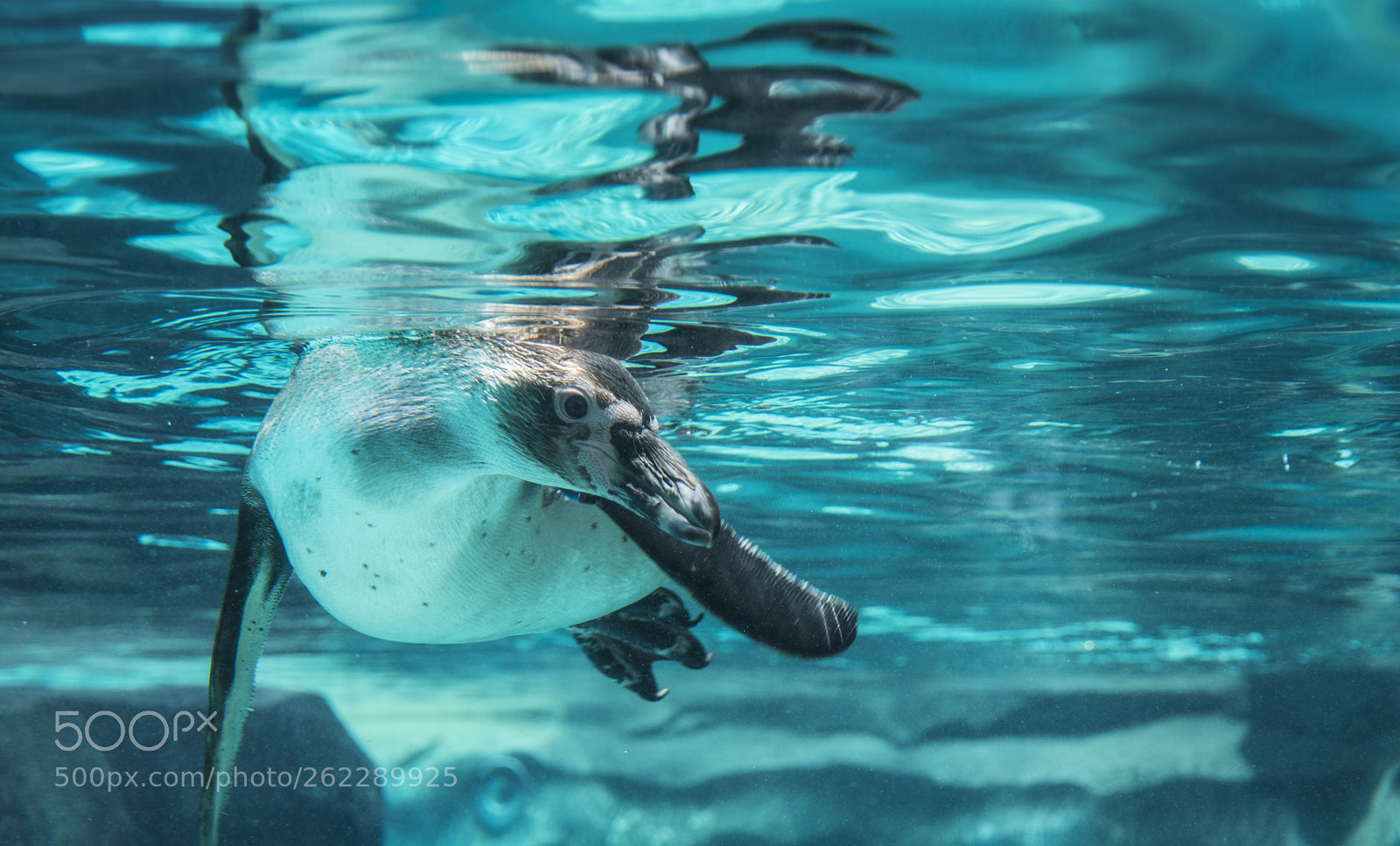 Nikon D7100 sample photo. Penguin  photography