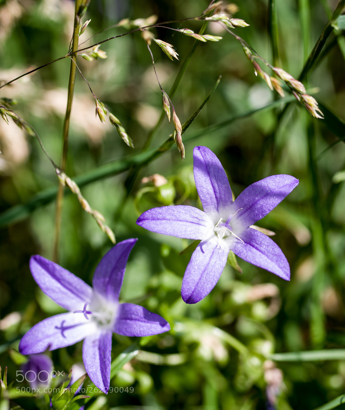 Pentax K-1 sample photo. Two purple photography