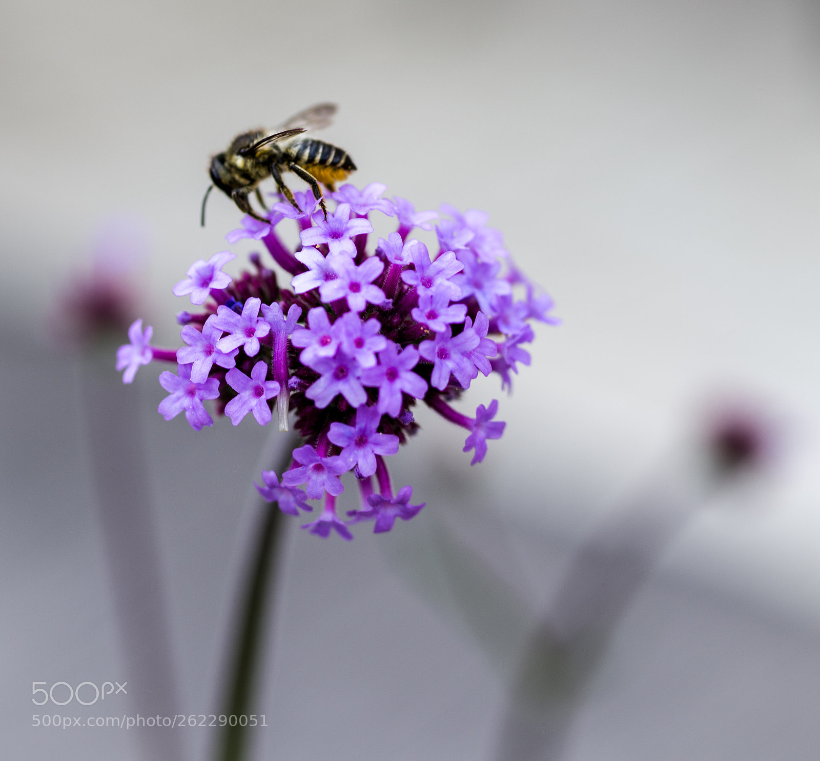 Pentax K-1 sample photo. Bee on flower photography