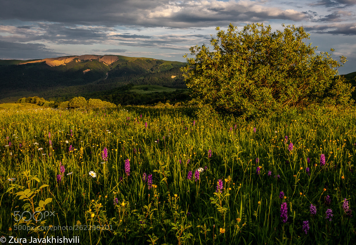 Canon EOS 5D Mark II sample photo. Mountain meadow lit by photography