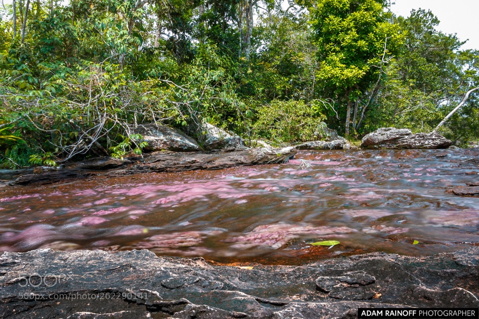 Canon EOS 70D sample photo. Cano cristales la macarena photography