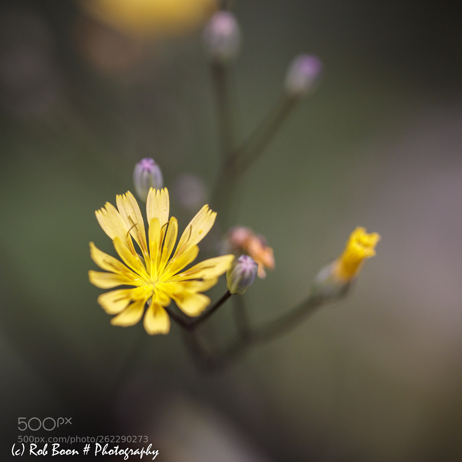 Canon EOS 5DS sample photo. Weed 5 photography
