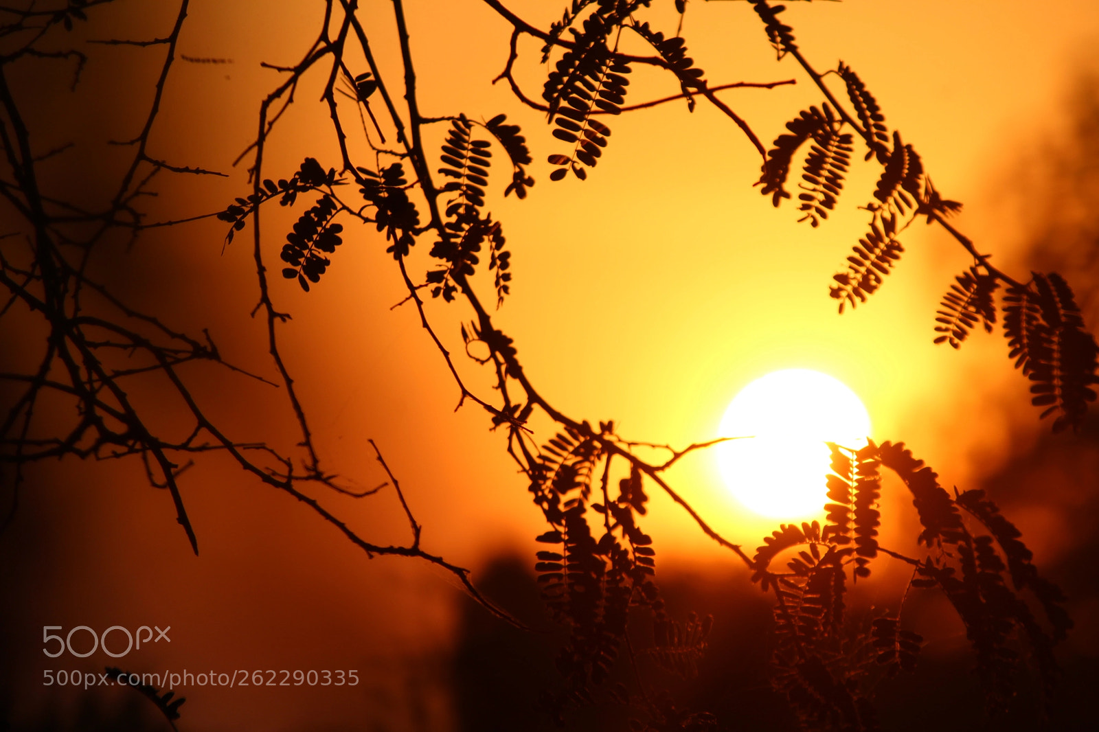 Canon EF-S 55-250mm F4-5.6 IS II sample photo. Vision photography