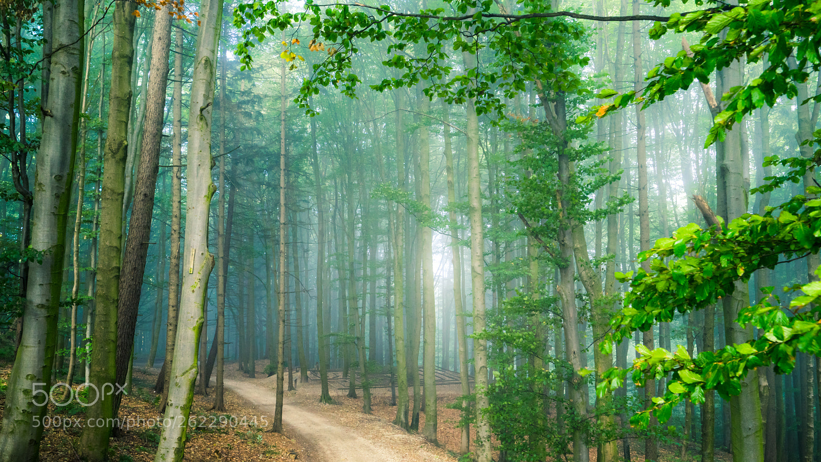 Sony a7 II sample photo. Maze photography