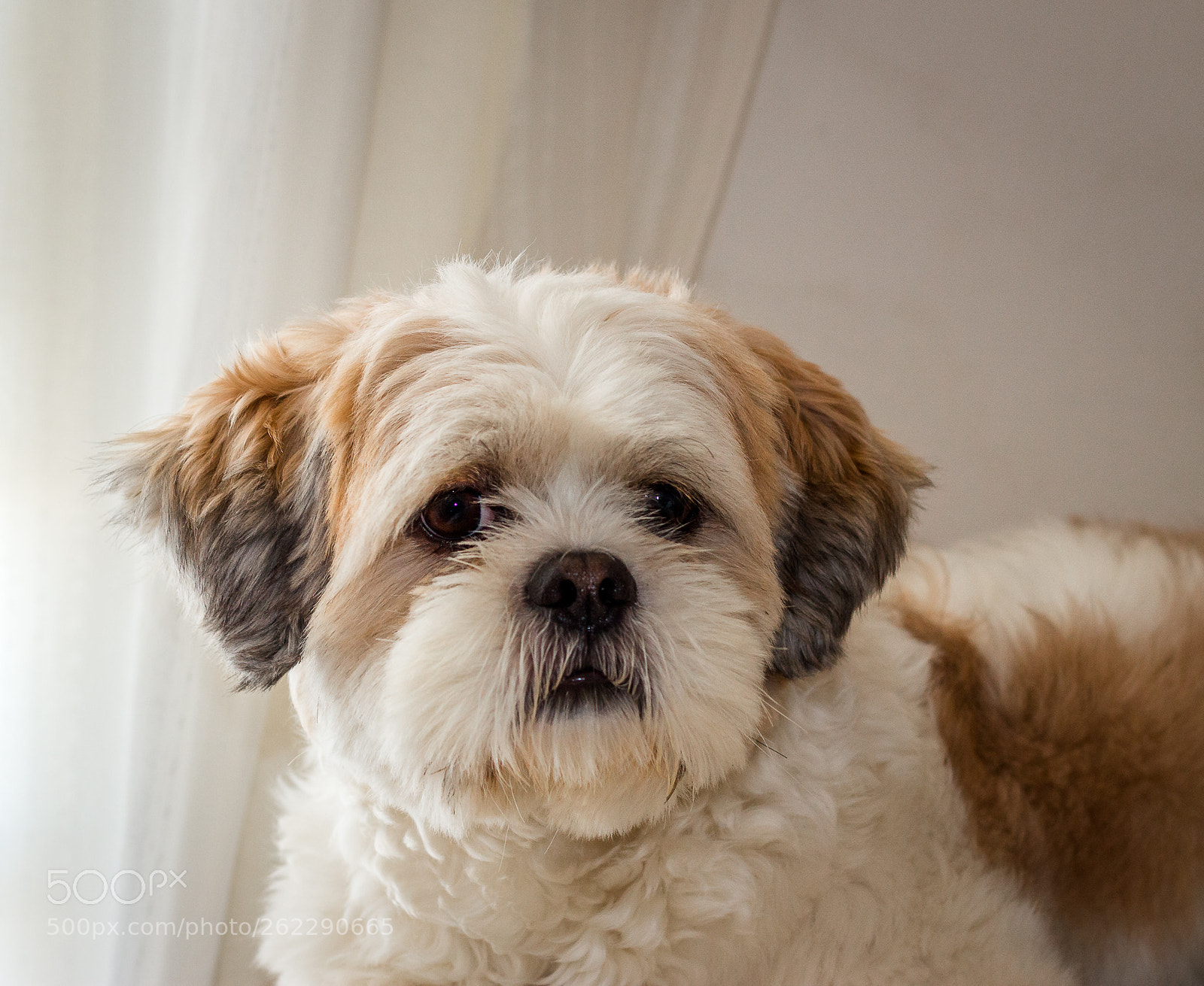 Canon EOS 1200D (EOS Rebel T5 / EOS Kiss X70 / EOS Hi) sample photo. My dog! photography