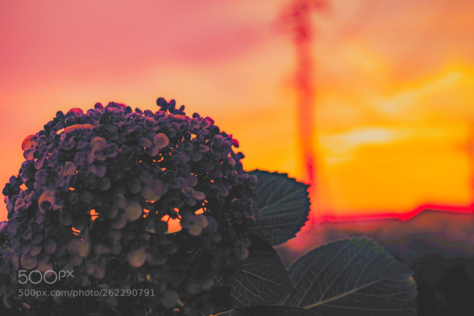 Pentax K-S2 sample photo. Hydrangea of nightfall photography