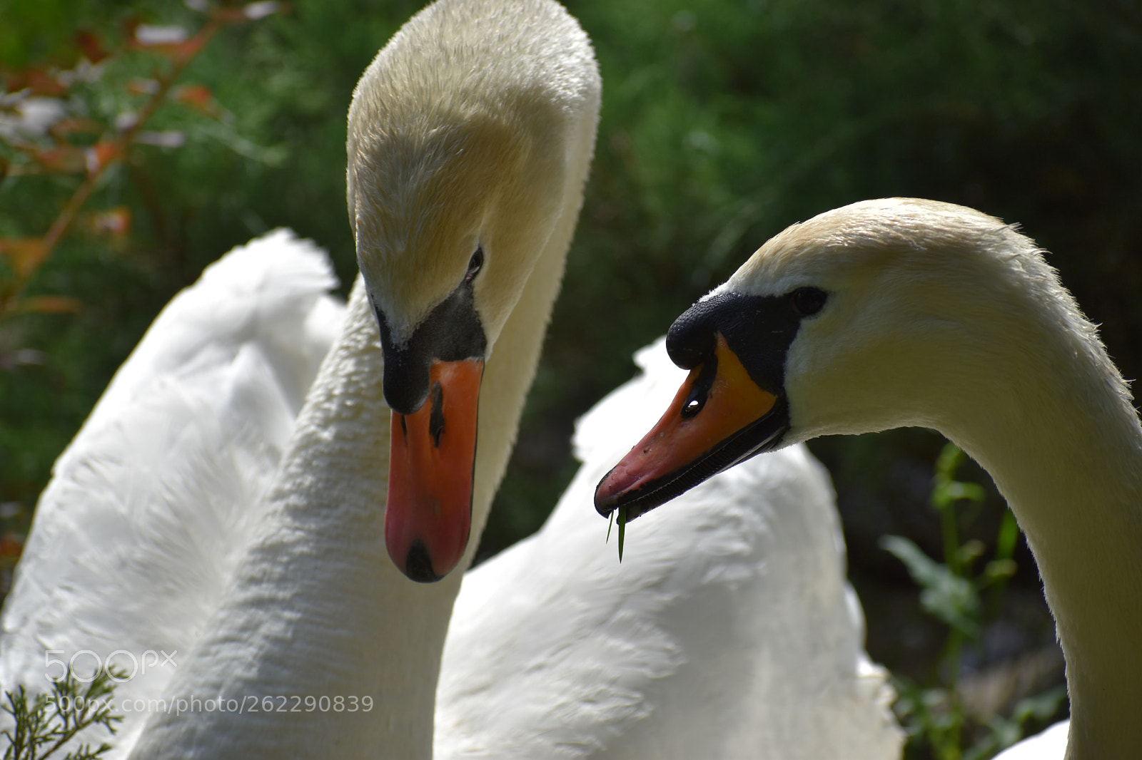 Nikon D5500 sample photo. Lovely photography