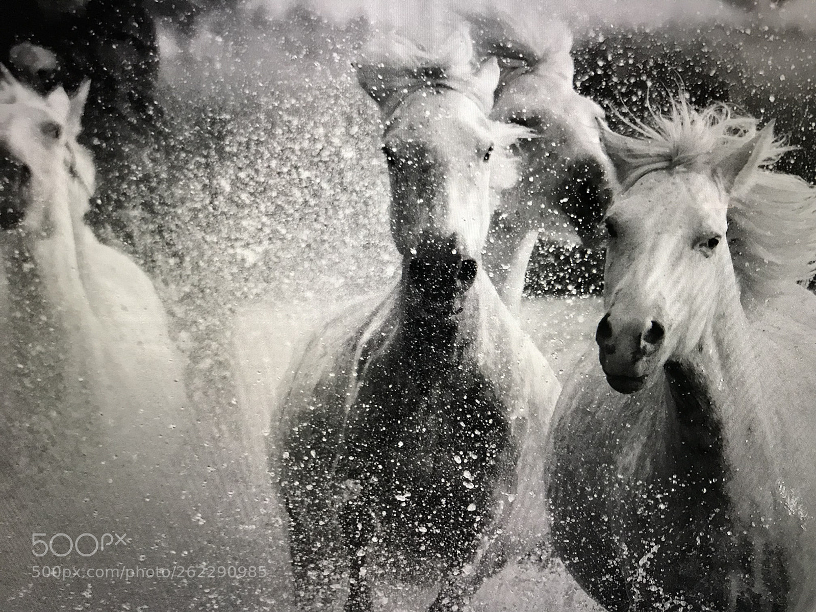 Apple iPhone 7 sample photo. Chevaux camargue  photography