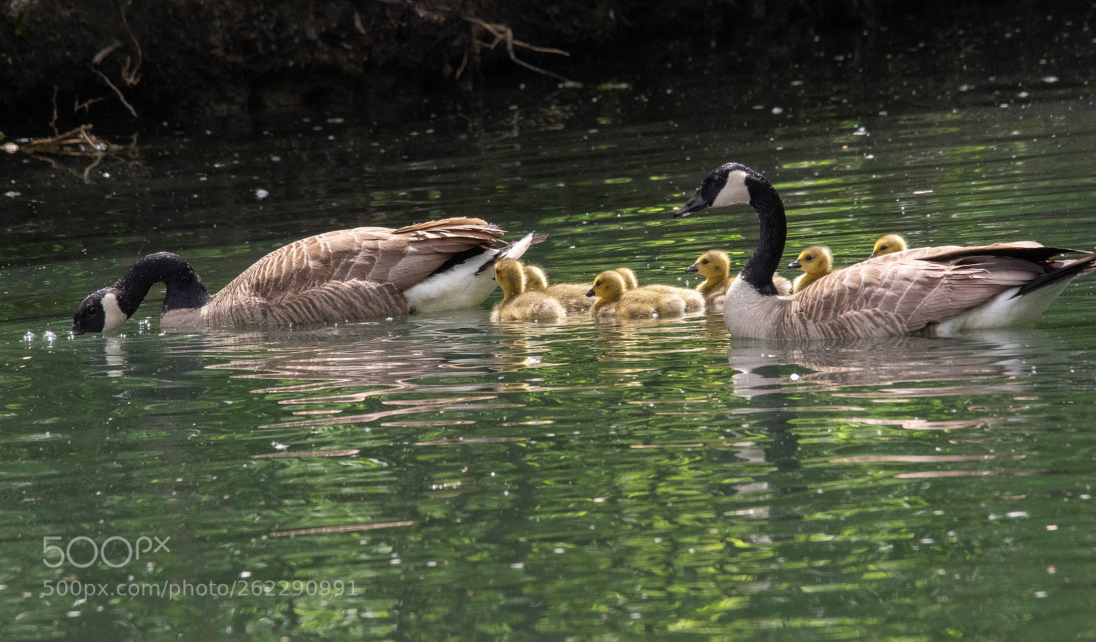Pentax K-3 II sample photo. _img3165.jpg photography