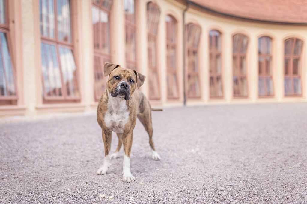 Aria at the Orangerie by  elfmet on 500px.com