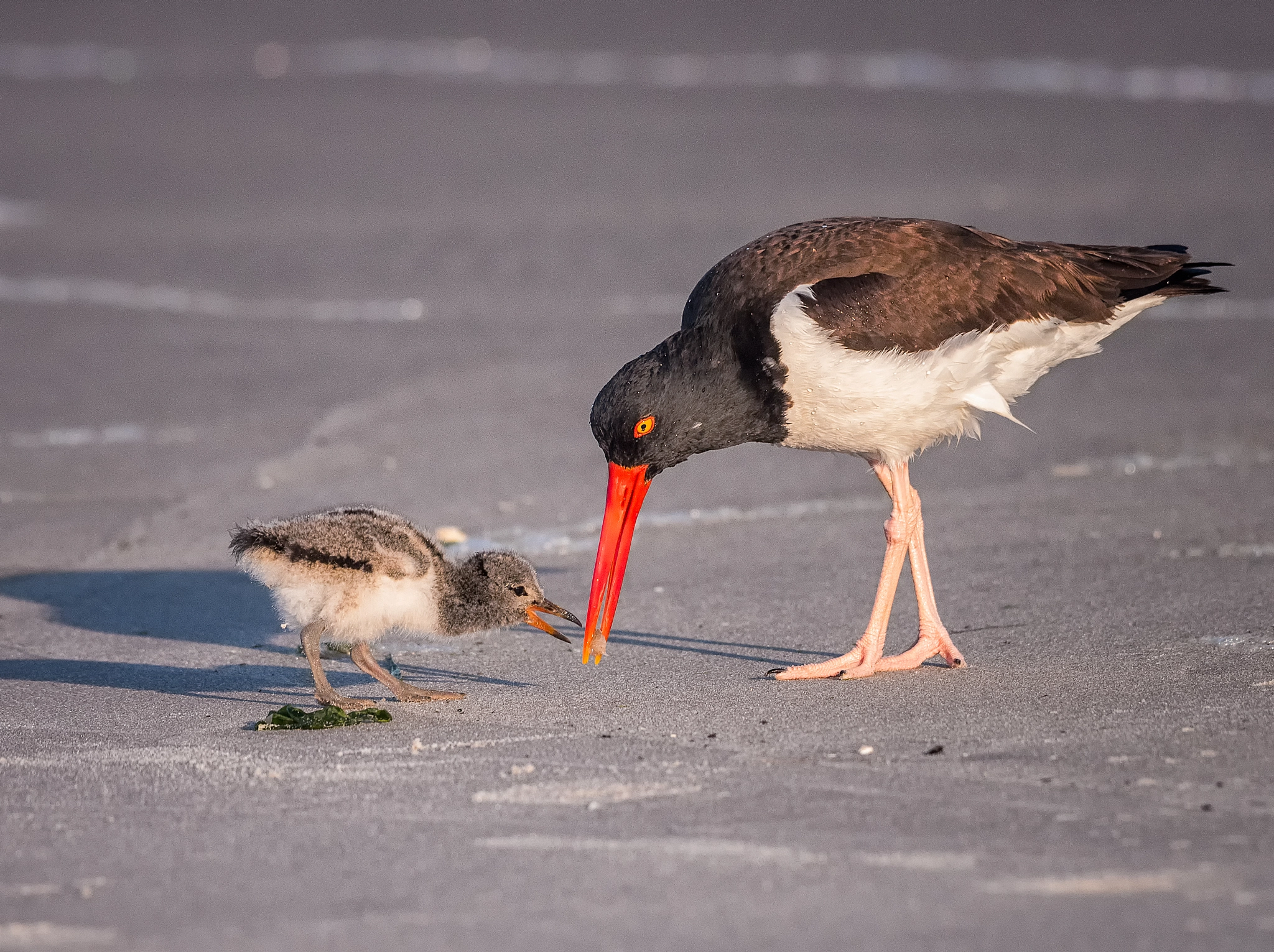American oystercatcher with chick by Lisle Brathwaite Photo 262315319