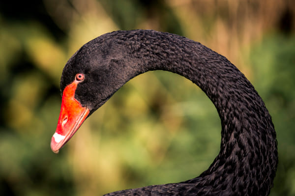 Portrait by Dirk Siemer on 500px.com