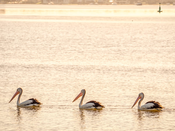 Point Walter - Blackwall Reach Walk by Paul Amyes on 500px.com