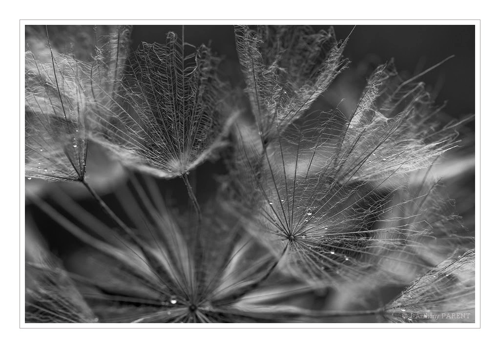 Salsifis douteux _ Tragopogon dubius by Anthony PARENT on 500px.com