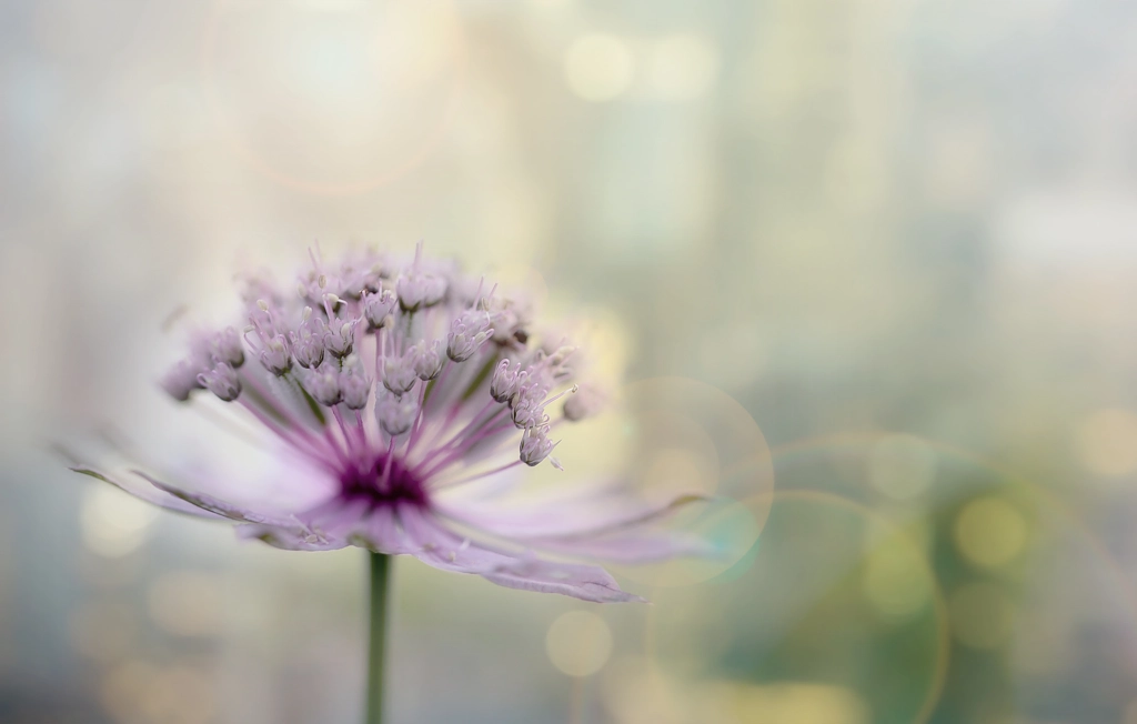 from my garden by Irca Caplikas on 500px.com