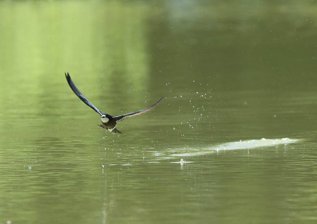 ハリオアマツバメ White-throated needle-tailed ewift by 照治 野辺 Top 10 Fastest Birds in the World