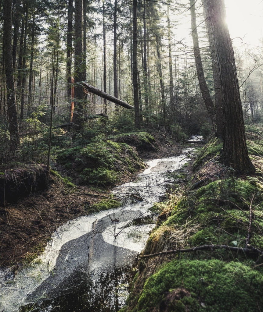 Frozen Creek in the Woods by Lukas Hartmann on 500px.com