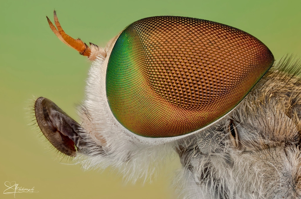 Horse Fly by Nguyen Kelvin on 500px.com