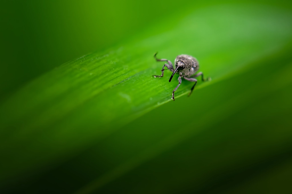 Weevil 7 by Jim Elve on 500px.com