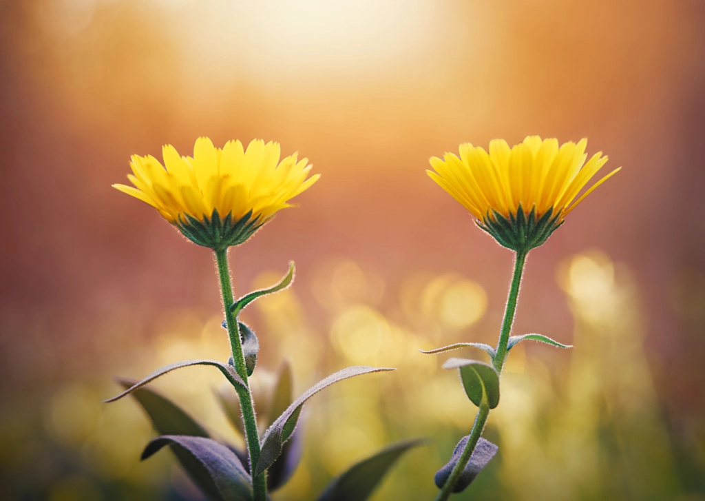 Dance with me by Tarik HZ on 500px.com