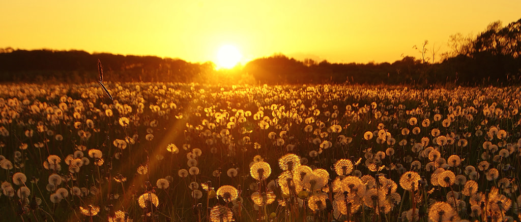 A sunset dandelion field ... (2), автор — Carman God with me на 500px.com
