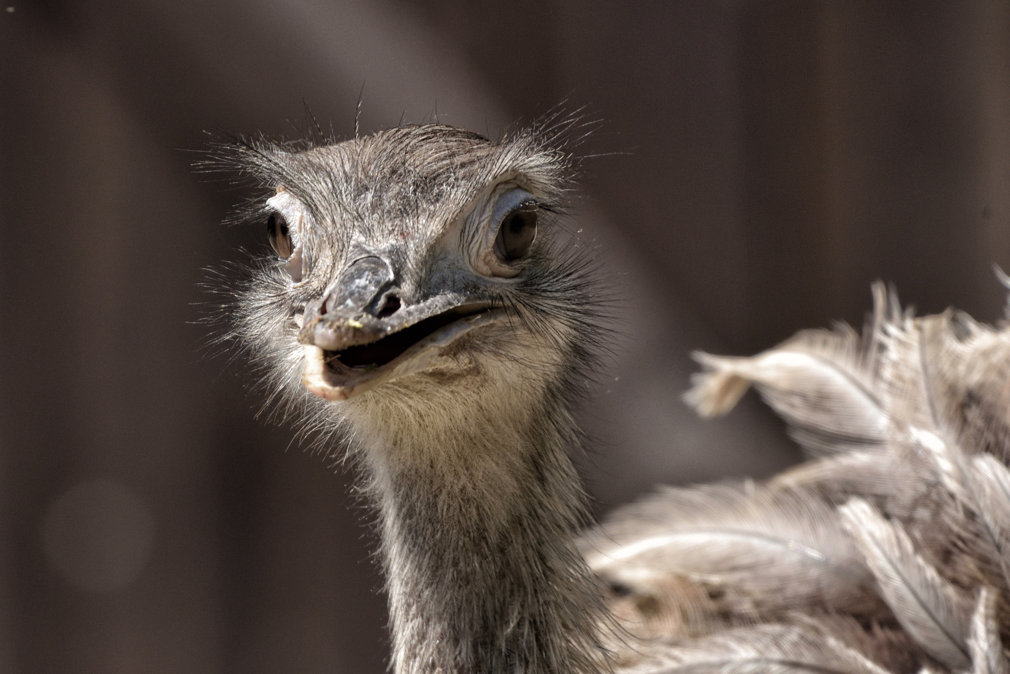 Greater rhea (Rhea americana)