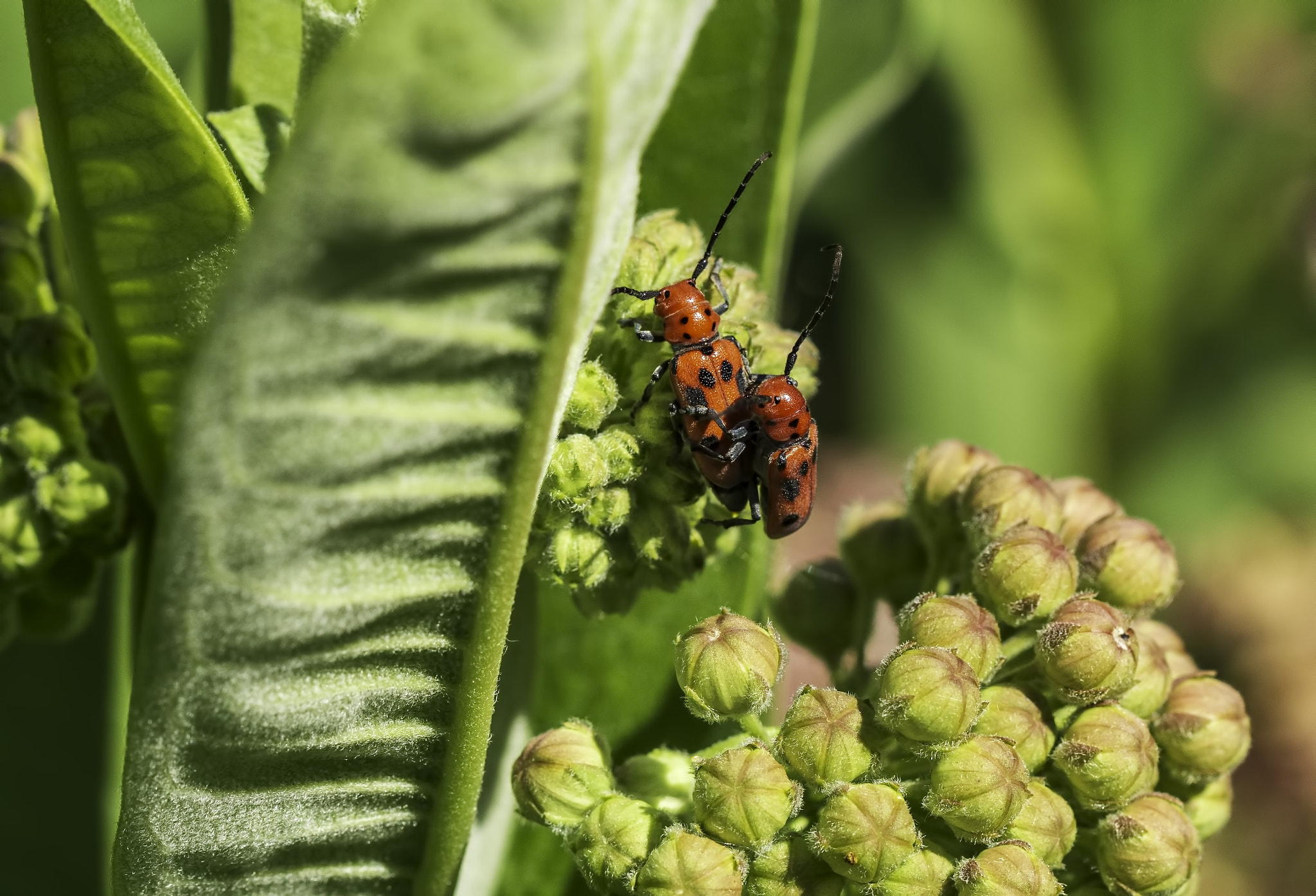 Milkweed Beetle