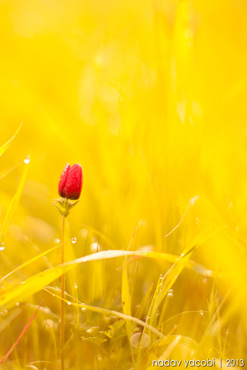 Strength  by Nadav Yacobi on 500px