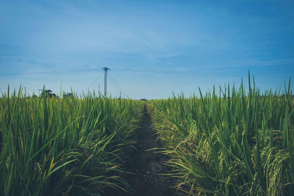 The Paddy Field (Close Up) by L's  on 500px.com