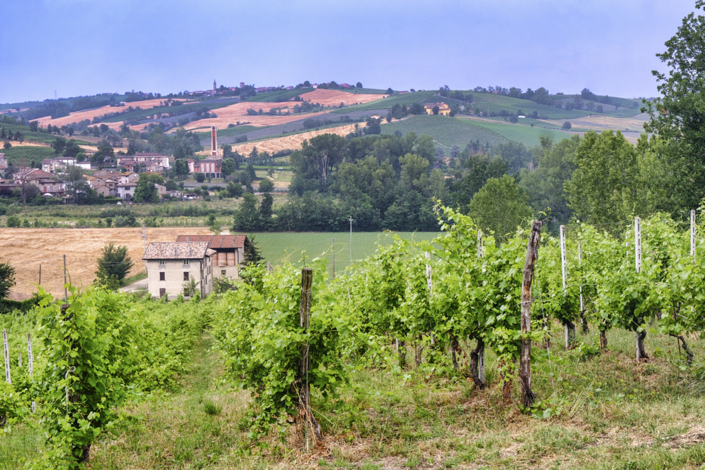 Vineyards in Val Tidone (Piacenza, Italy) by Claudio G. Colombo on 500px.com