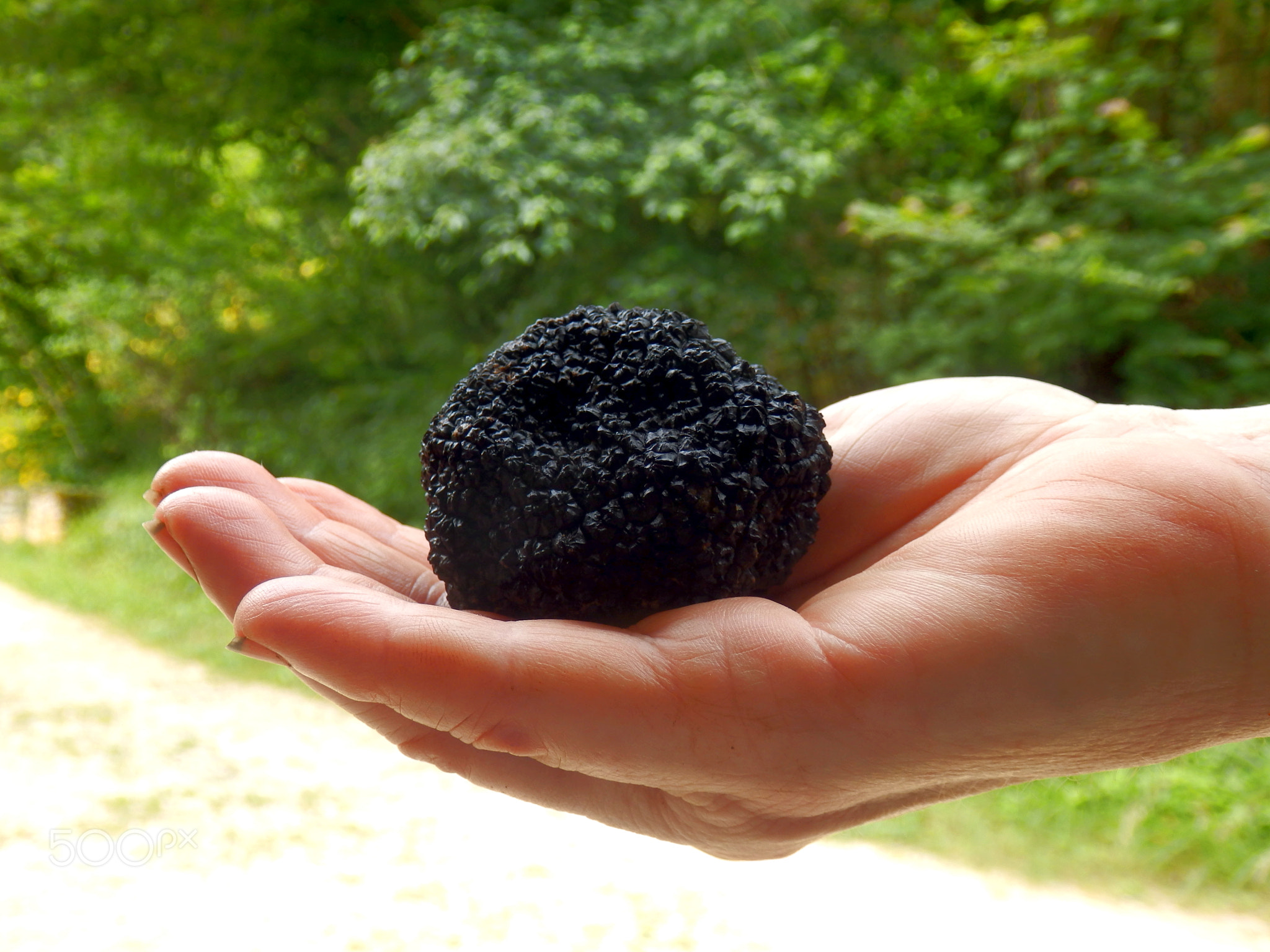 Perigord Truffle