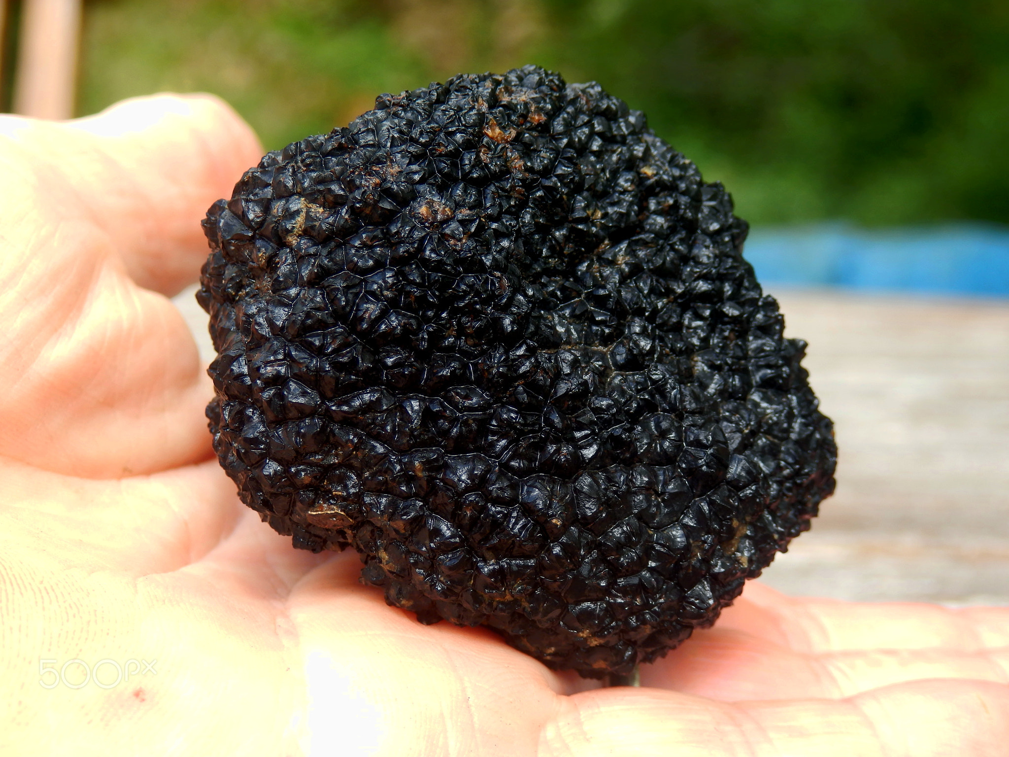 Perigord Truffle