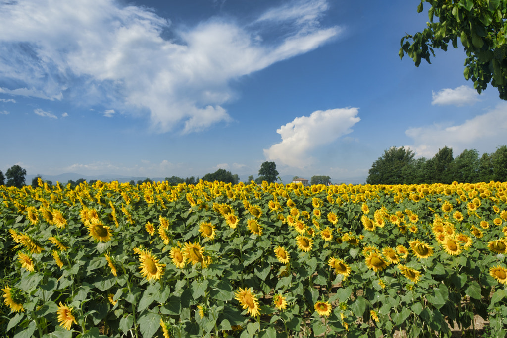 Country landscape near Castell'Arquato by Claudio G. Colombo on 500px.com