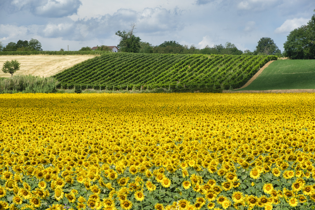 Country landscape near Castell'Arquato by Claudio G. Colombo on 500px.com