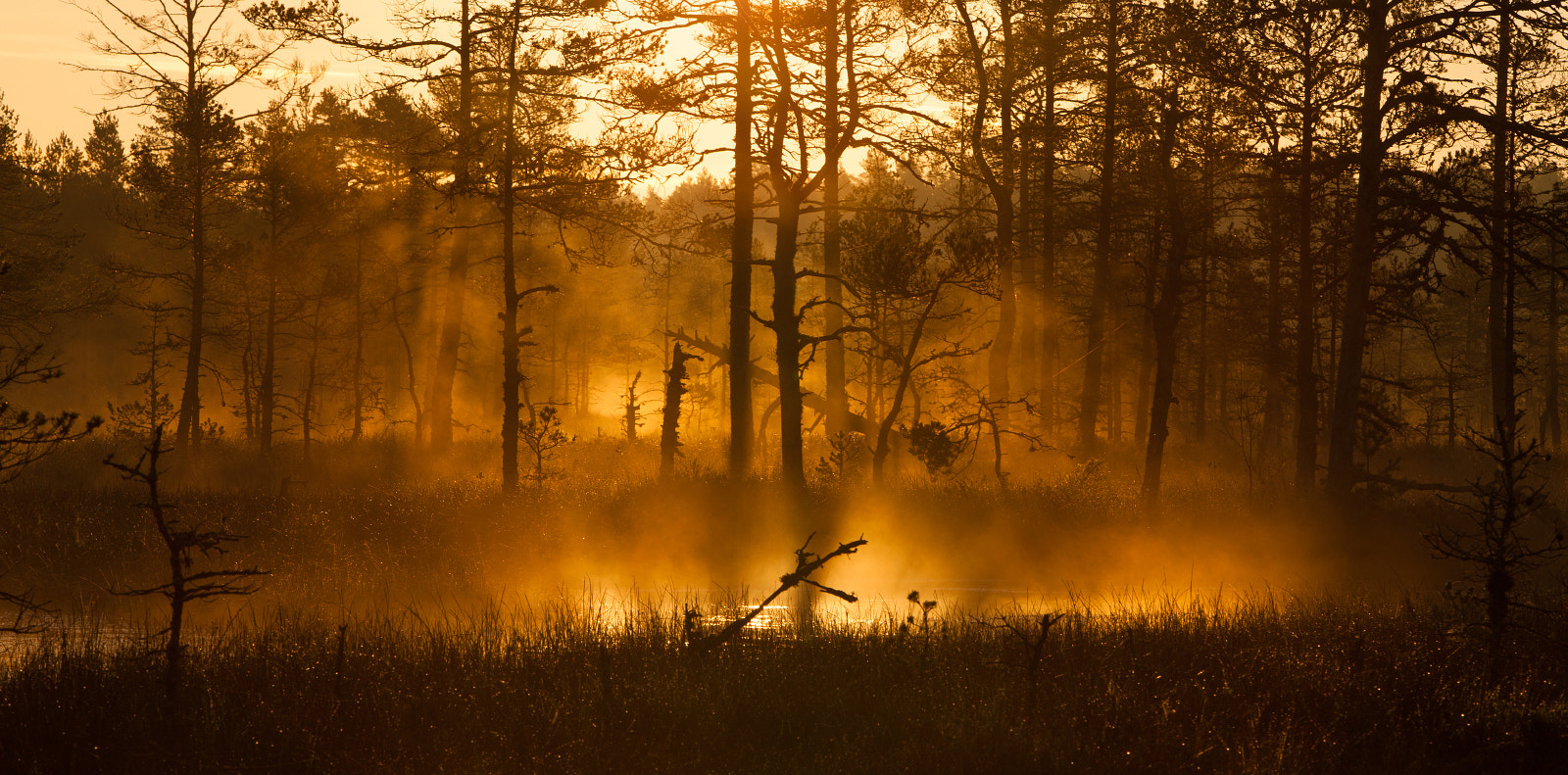 foggy sunrise in the bog by Lauri Tammik - Photo 26266687 / 500px