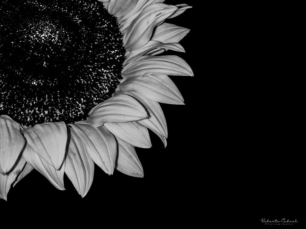 Un verso a la eternidad de Roberto Cabral │Image &amp; Photography en 500px.com
