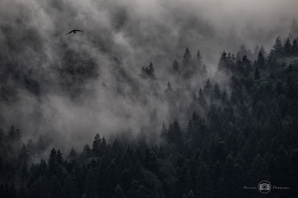 the forest observer by Björn Nehrhoff von Holderberg on 500px.com